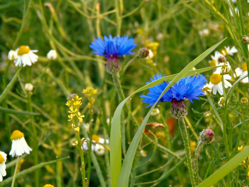 coiour-my-world:Field flowersPhoto by Swetlana Hasenjäger