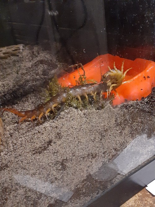 Magmar Got A Huge Enclosure Upgrade Since I Found A Tank For $10 At A Yard Sale