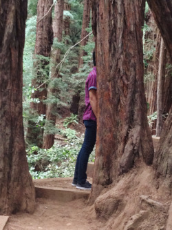 plowjob:  I went to see the redwood trees