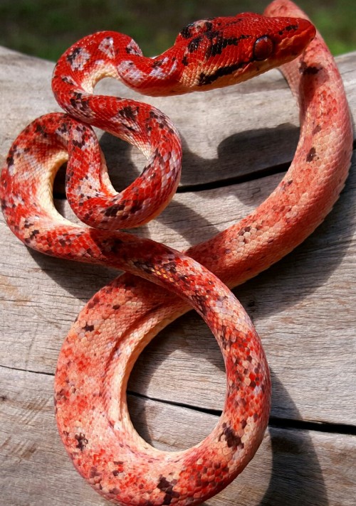 biofaunaexotics:Photo set for “Dragon Heart” after his latest shed yesterday. This is Bi