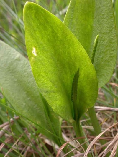 adders tongue