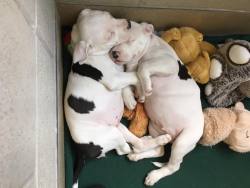 beastieandthebeasts:  rolly polly puppies at SPCA of Wake County North Carolina  