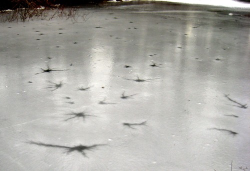Walked along a frozen canal today and found some of the ice features interesting.