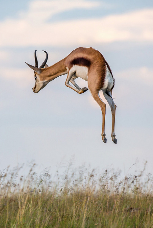 Springboks are known for &ldquo;pronking&rdquo; in which they spontaneously jump up to 13 fe