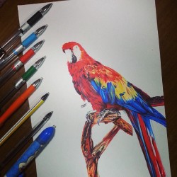 lovewing-m:  لوحتي بأقلام الحبر الجاف .. 😊♡ #penart #parrot