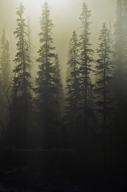 de-preciated:  Forest by ContessaNera on Flickr. 