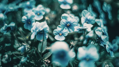 Spring Ephemeral