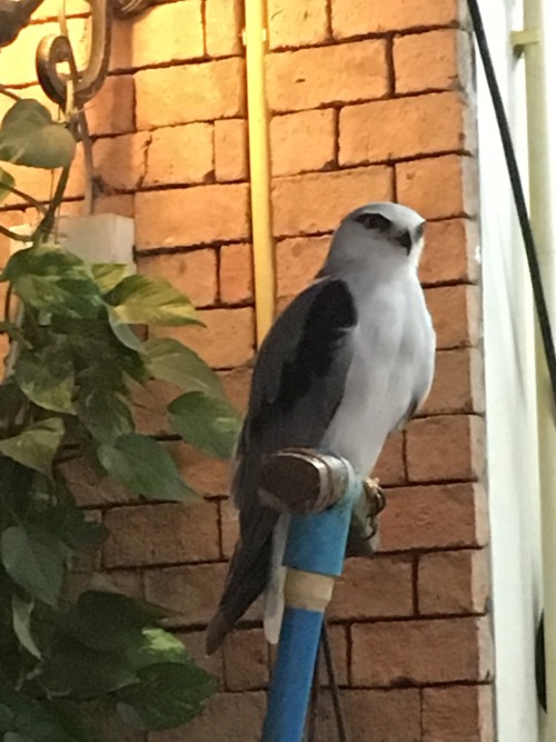 A grey and white hawk  Sitting outside a tattoo Shop; marked and unmarked. #haikuaday no.390 #thaila