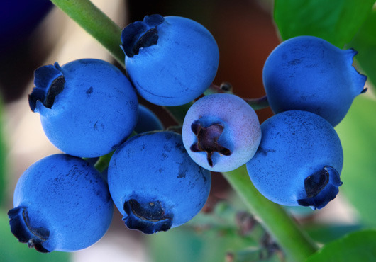 3 tips for growing blueberries
Here’s what you need to know to help this fruit survive in your garden.