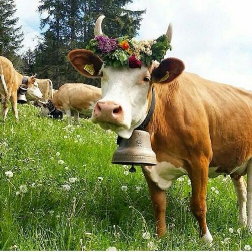 laicawitch: gulltown: ainawgsd: Cows with Flower Crowns @tintinistrans Look at these angels