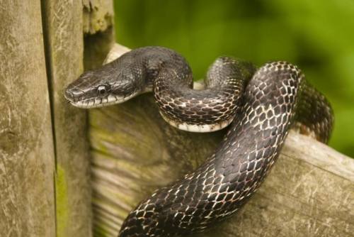 Rat snakes are not venomous.Joe McDonald / Getty Images