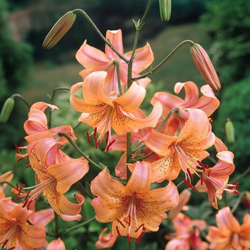 mohandoshi:Tiger lilies