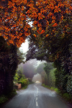 tulipnight:  Misty Drive by RobMcA Photography