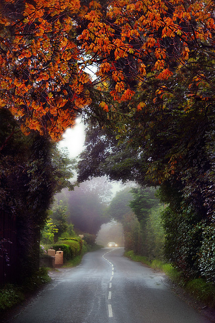 tulipnight:  Misty Drive by RobMcA Photography on Flickr.