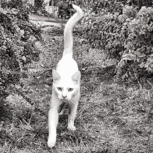 White McCat #cat #cats #kitty#yourcatphoto #purrrtastic#bestmeow #pleasentcats#cutecatshow #ca