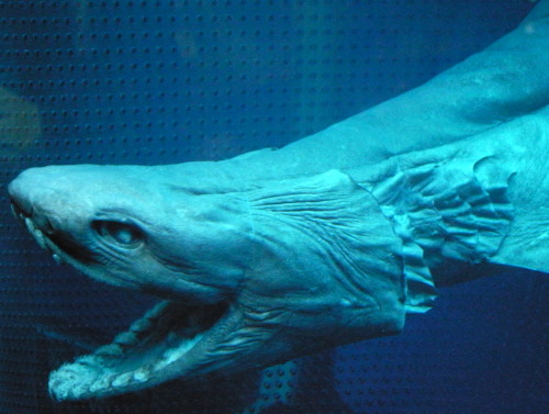anubisfang:  Frilled Sharks (AKA sea dragons) 