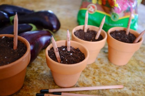 wickedclothes:  Sprout Pencil: Flower Pack Sprout is a pencil that can be upcycled to a plant, enabling it to be used without waste. Handmade in the USA with sustainably-harvested cedar. Currently on sale at Amazon!