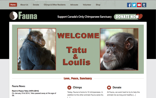 Fauna is excited to launch their new website today!! http://www.faunafoundation.org
SHARE YOUR LOVE THIS VALENTINE’S DAY WITH A CHIMPANZEE
MONTREAL, QC – Have some extra love to share this Valentine’s Day? Then consider visiting the Fauna...