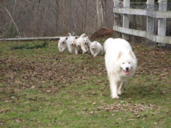 skookumthesamoyed:momma! momma! momma! momma! momma! momma! 