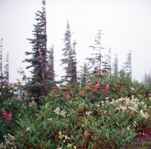 expressions-of-nature:Rainier by S. Macvean