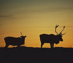 travelyukon:  A cow and bull caribou in the fading light  |Photo by @joebishop22 