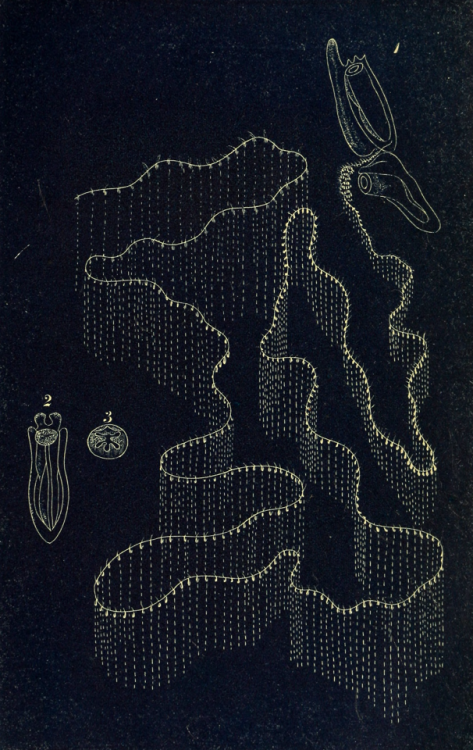 nemfrog: Galeolaria lutea. On molecular and microscopic science. v.2. 1869. Frontispiece. Inter