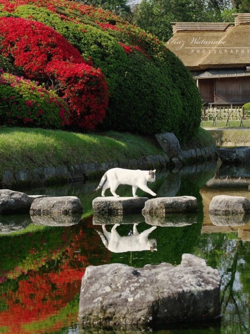 beifongkendo:White cat in Okayama Korakuen zen garden (photo by Kaz Watanabe).