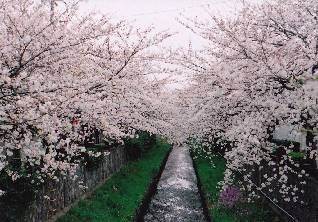 englishsnow:   risaikeda 