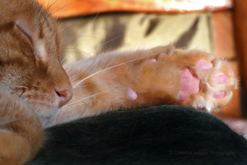 mischiefandmay:Ginger beans