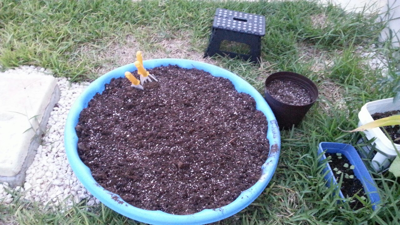 Kiddie pool raised bed. Almost 4 cu ft of “value size pro mix” soil. Used the left over for the other pot there. Going to see if the green pepper and the jalapeño grow here, as well as a watermelon. The pot will hold a smaller cherry tomato plant.