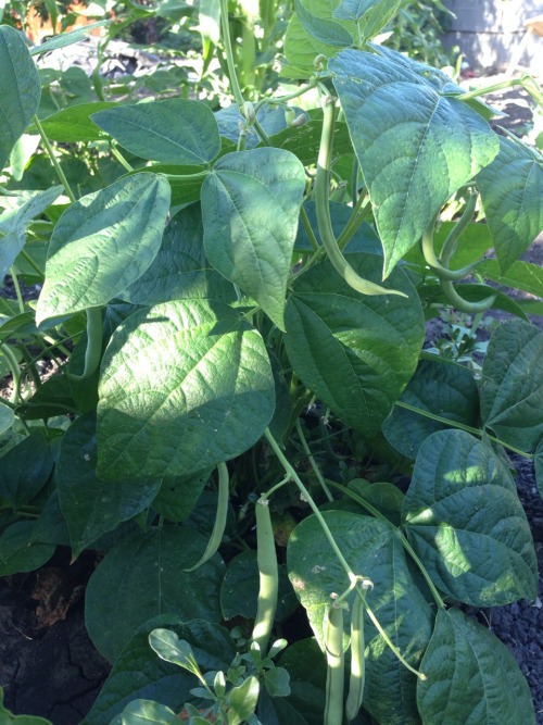 Green beans in my garden ready to harvest