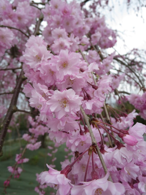 eisakux:  瀬田公園の桜。