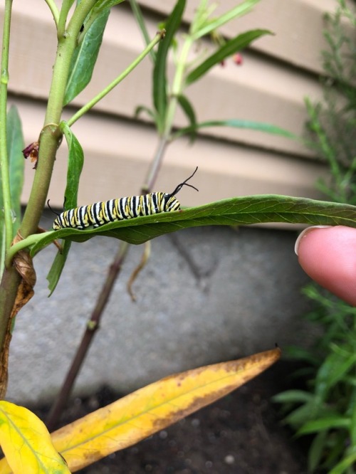 Monarch cat on my milkweed