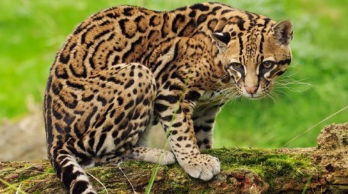werecat:appreciation post: ocelots