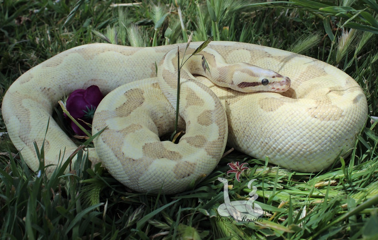i-m-snek:  Raina shed and is just so beautiful. I will never understand how these