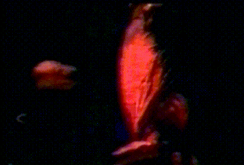 NI | Broken Movie | Directed By Peter Christopherson | 1993 | Never Officially Released In Physical Format