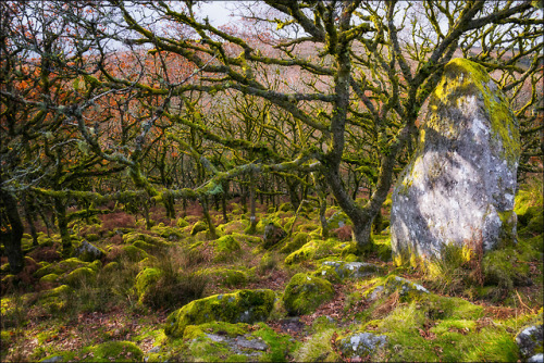 90377: Wistman’s Wood by Samuel Hess ❧  - foto.hess.sh Dartmoor, Devon, England