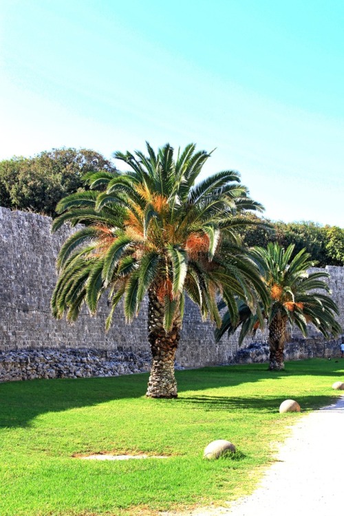 Crowns of leaves. Blätterkronen.Palm trees in the medieval moat, Rhodes 2012.