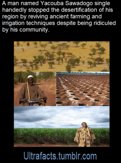 ultrafacts:  Yacouba Sawadogo is an exceptional man – he single-handedly managed to solve a crisis that many scientists and development organizations  could not. The simple old farmer’s re-forestation and soil conservation  techniques are so effective