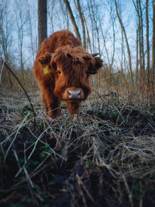 animal portrait