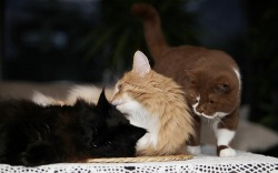 wisdomisbrutal:  cybergata:    by Petra Arians      I WANT THAT BROWN CAT HOLY SHIT