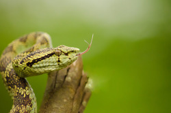 Exotic-Venom:  Creatures-Alive:  Malabar Pit Viper By Karthikgallery On Flickr. 