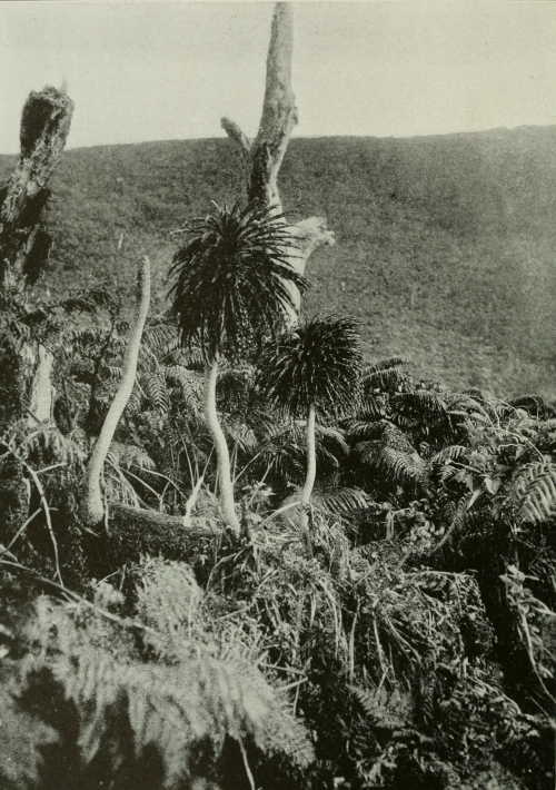 ”Lobelia macrostachys growing in the open swamps of Molokai.” The indigenous trees of the Hawaiian I