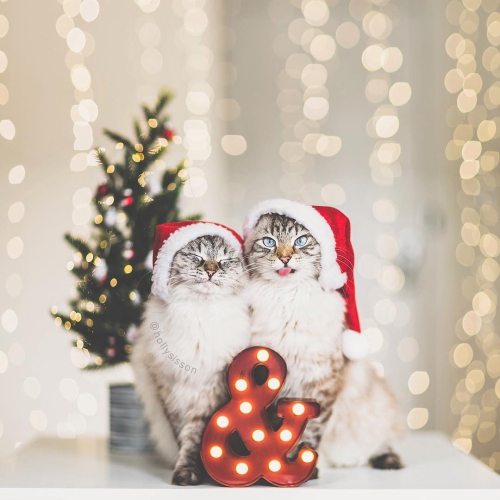 One of my favourite holiday photos of Alice &amp; Finnegan #toronto #cat #Siberian #bokeh #santa