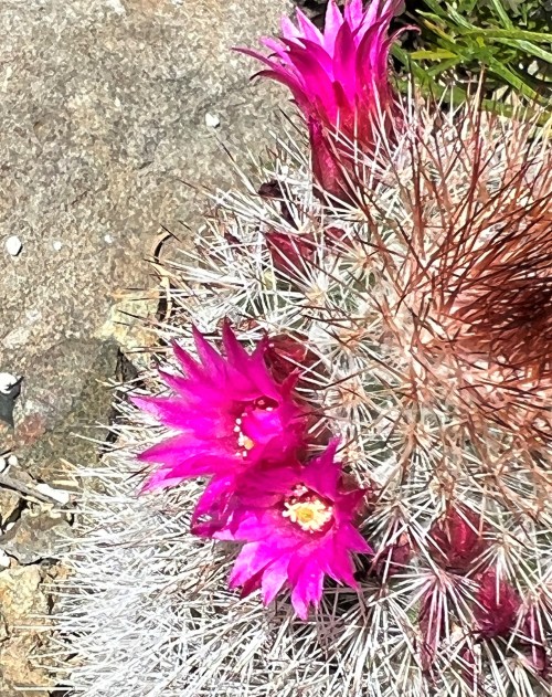 Mammillaria rhodanthaThis little short-cylindrical cactus comes from south-central Mexico. Its spine