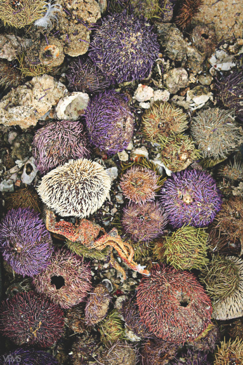 vivienflavia: DRIED SEA URCHINS by © Vivien Sorrentino. All rights reserved.
