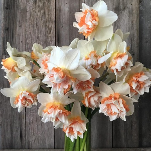 florealegiardini:One of my favorites: Narcissus ‘Extravaganza’ Erin Benzakein
