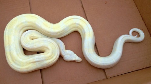 almightyshadowchan:This girl is a lot of fun! Hush, 2016 Sharp Snow Boa imperator