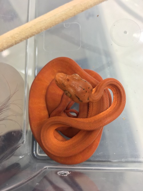 amazontreeboa:A wonderfully orange spaghetti@hearthound  