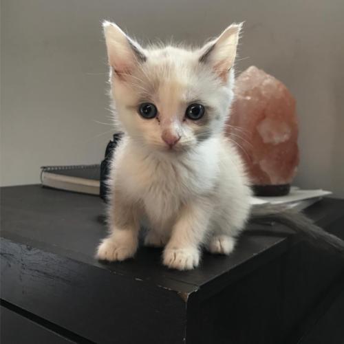 MostlyCatsMostly
